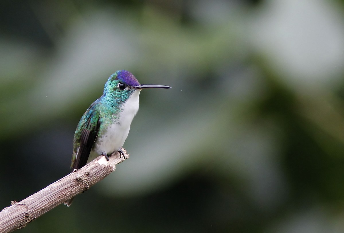 Andean Emerald - ML507953941