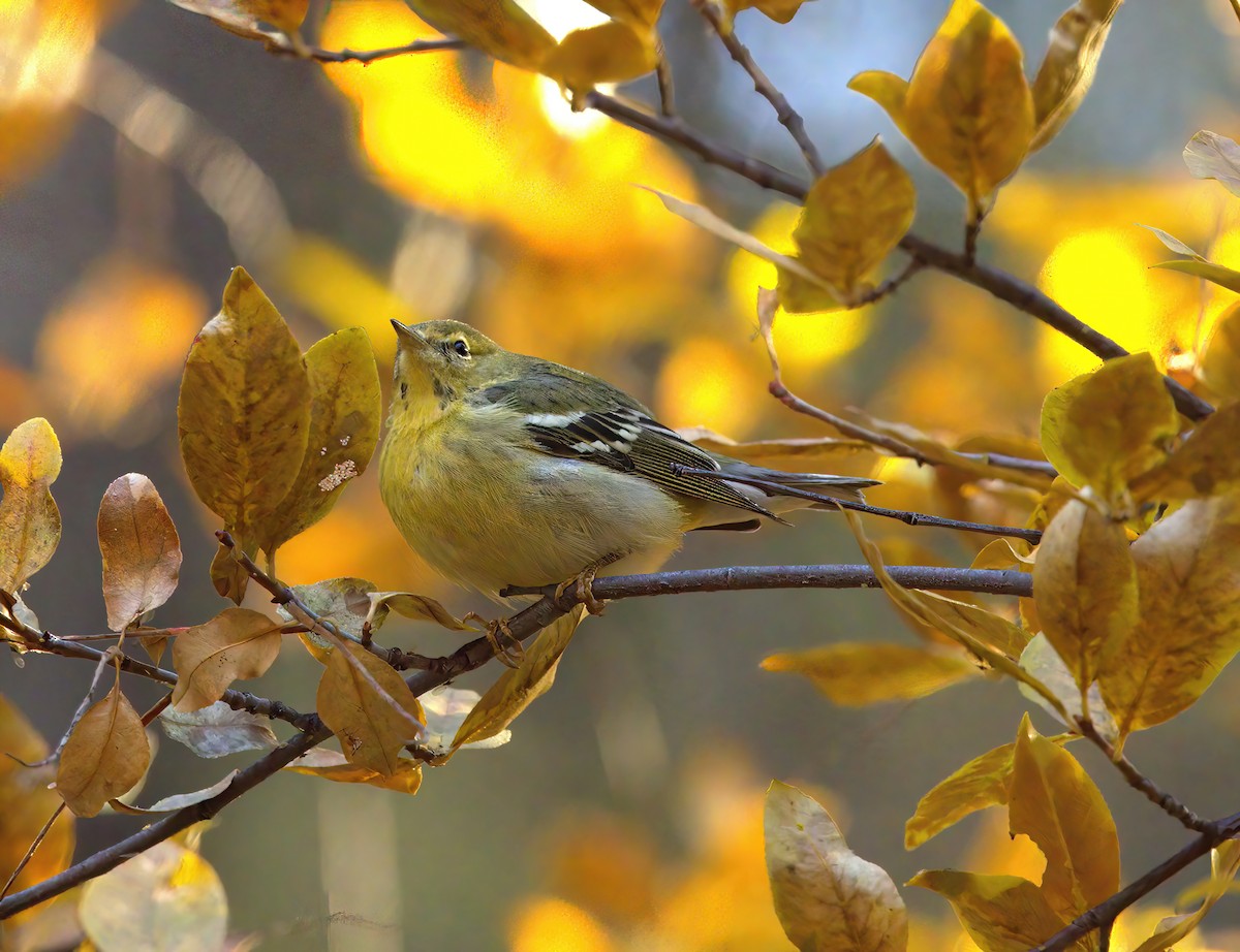 Blackpoll Warbler - ML507954281