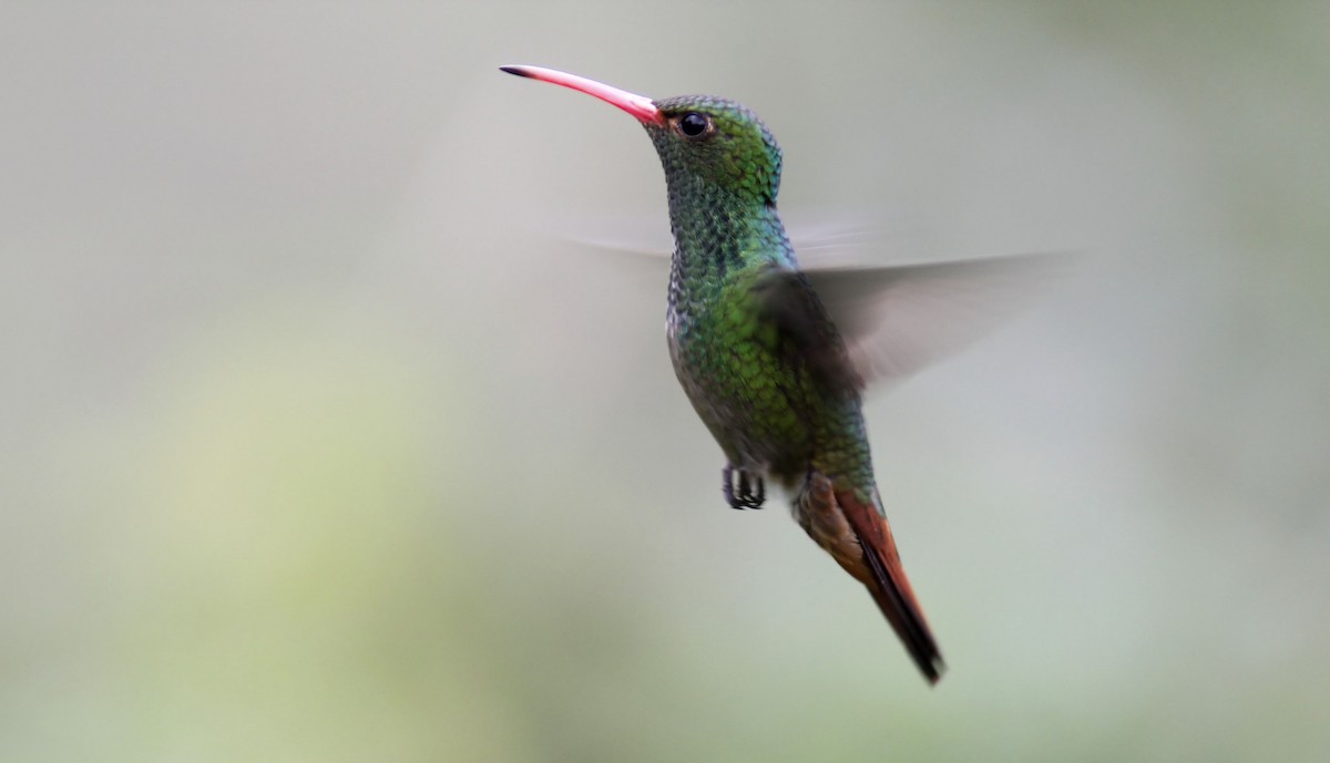 Rufous-tailed Hummingbird - Patrick Laporte