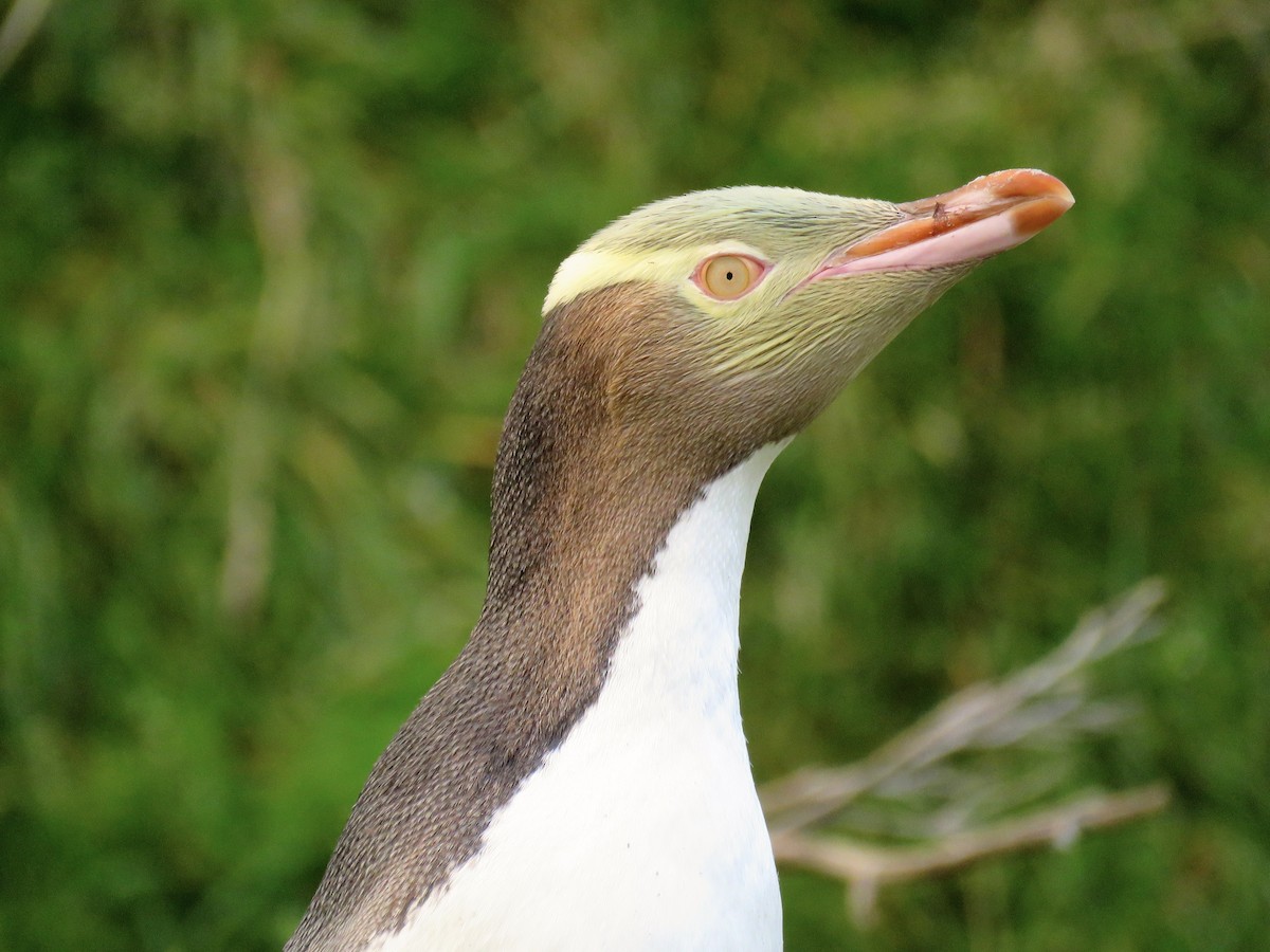 Yellow-eyed Penguin - ML50795791