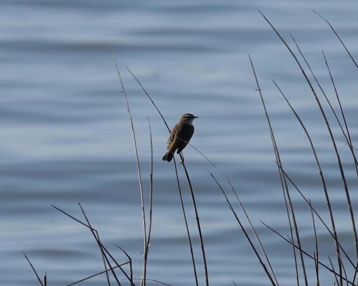 Palm Warbler - ML507958421