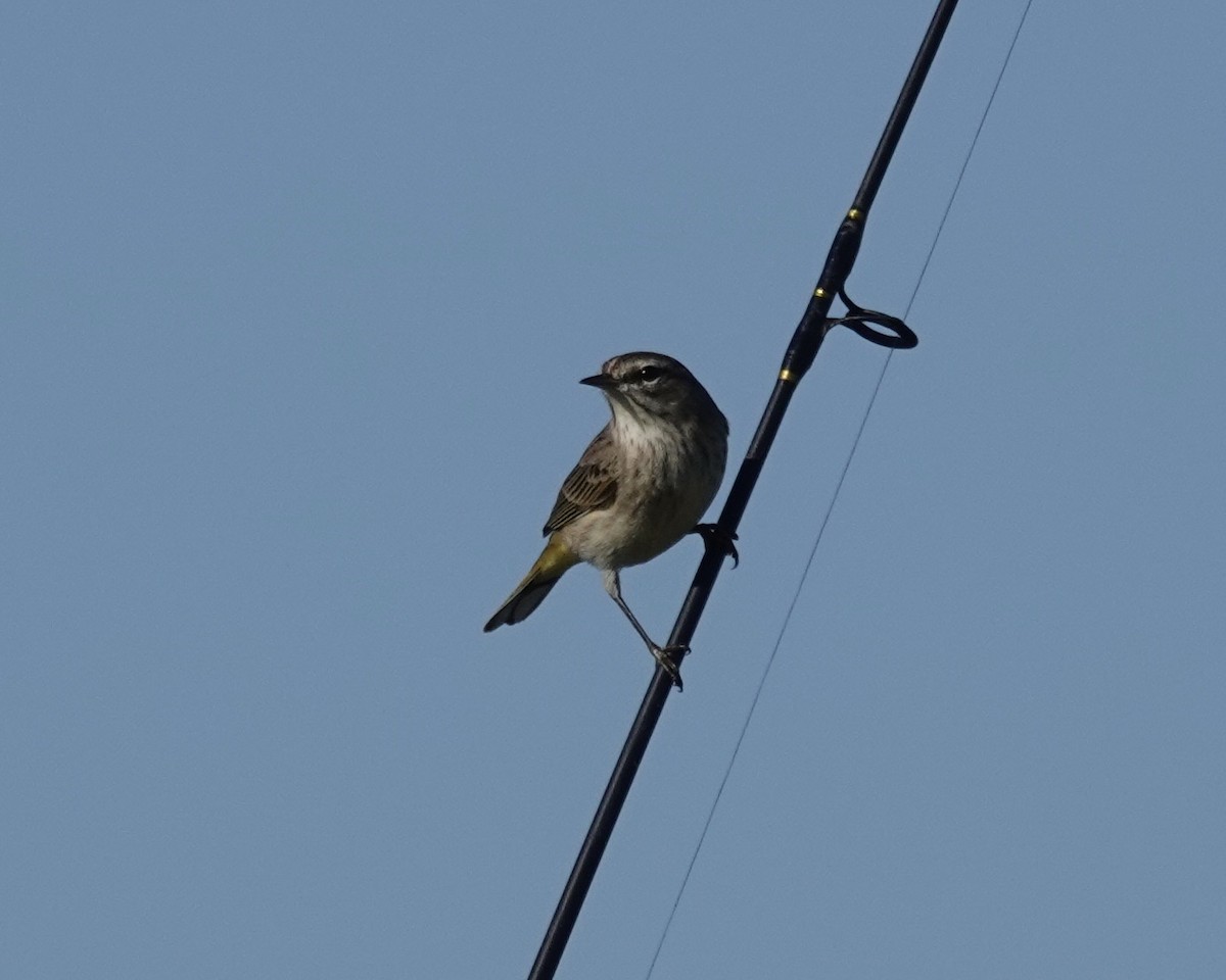 Palm Warbler - ML507958441