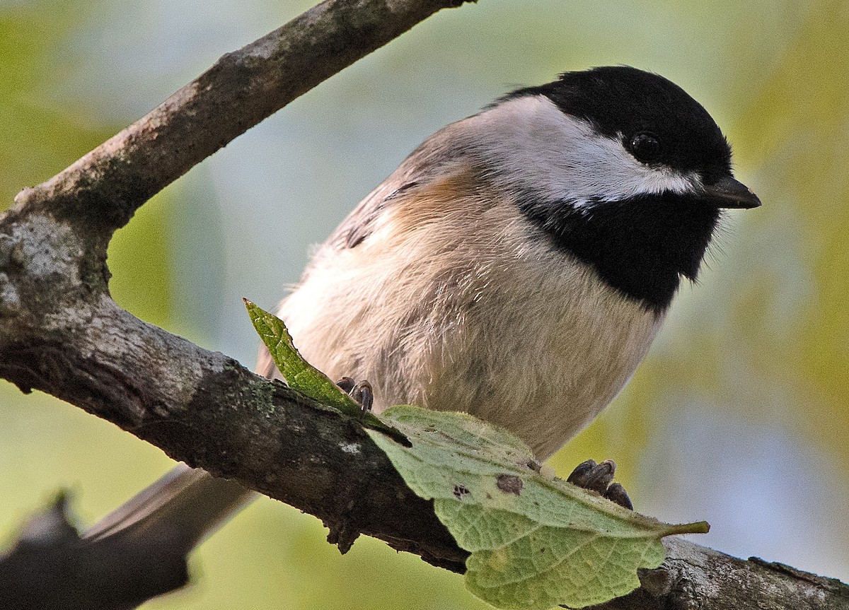 Carolina Chickadee - ML507959921