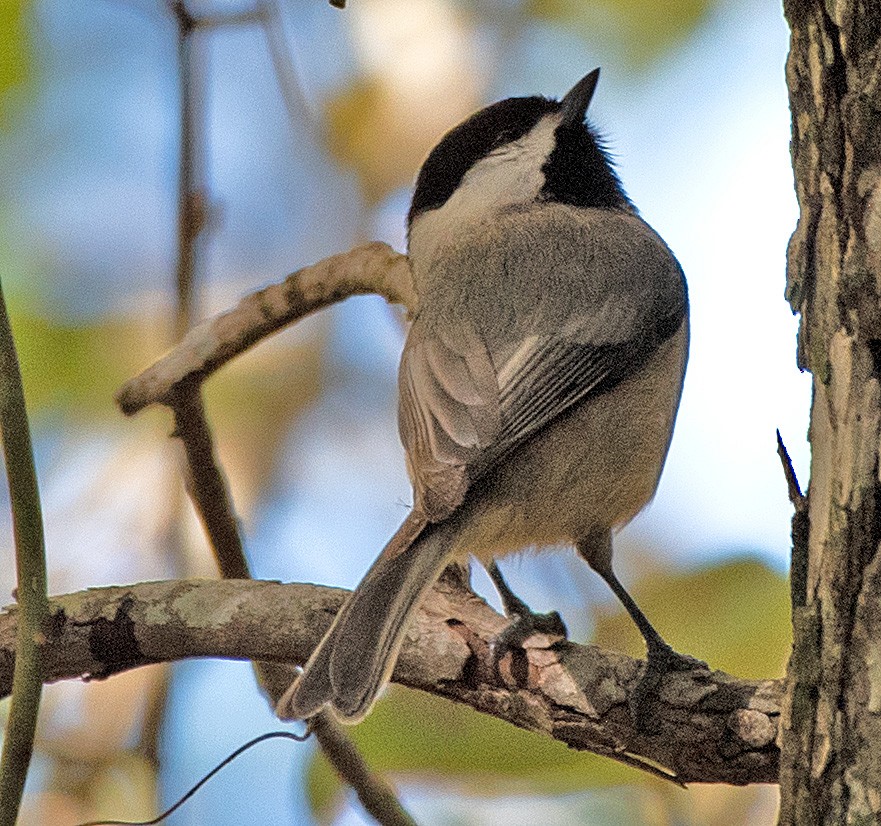 Carolina Chickadee - ML507959961