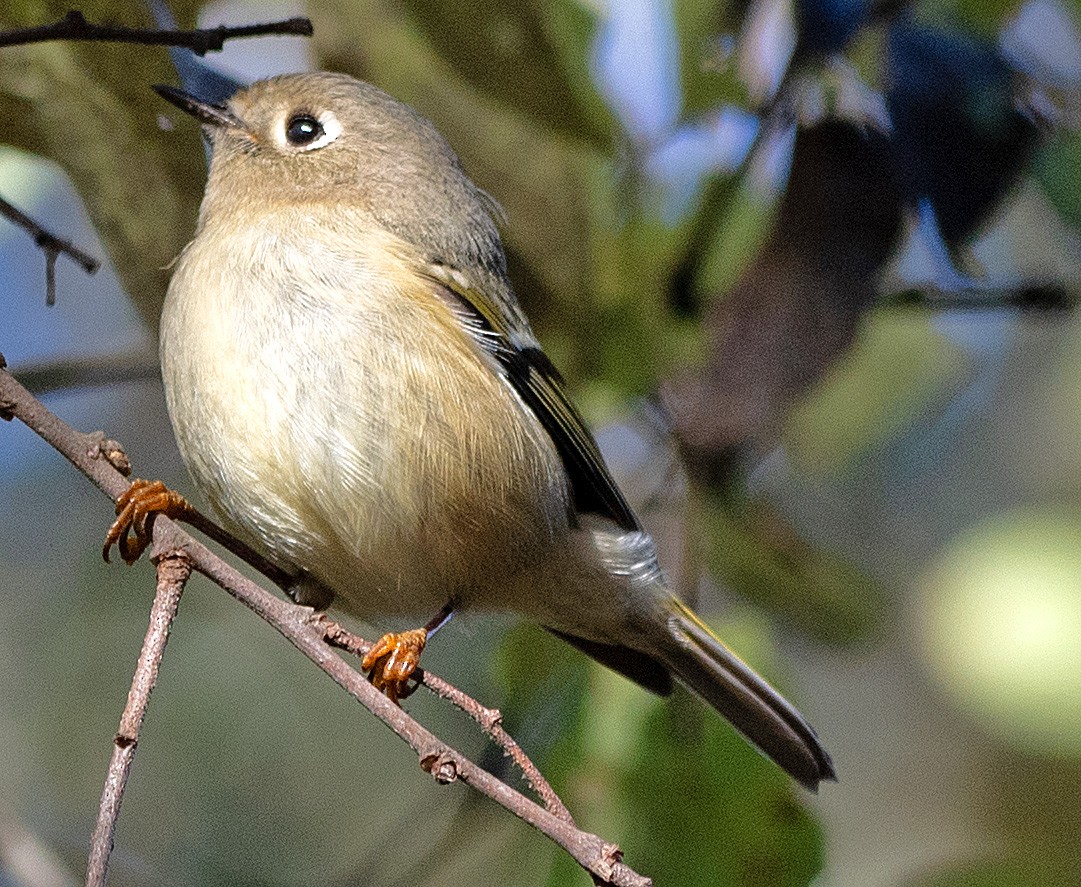 Ruby-crowned Kinglet - ML507960201