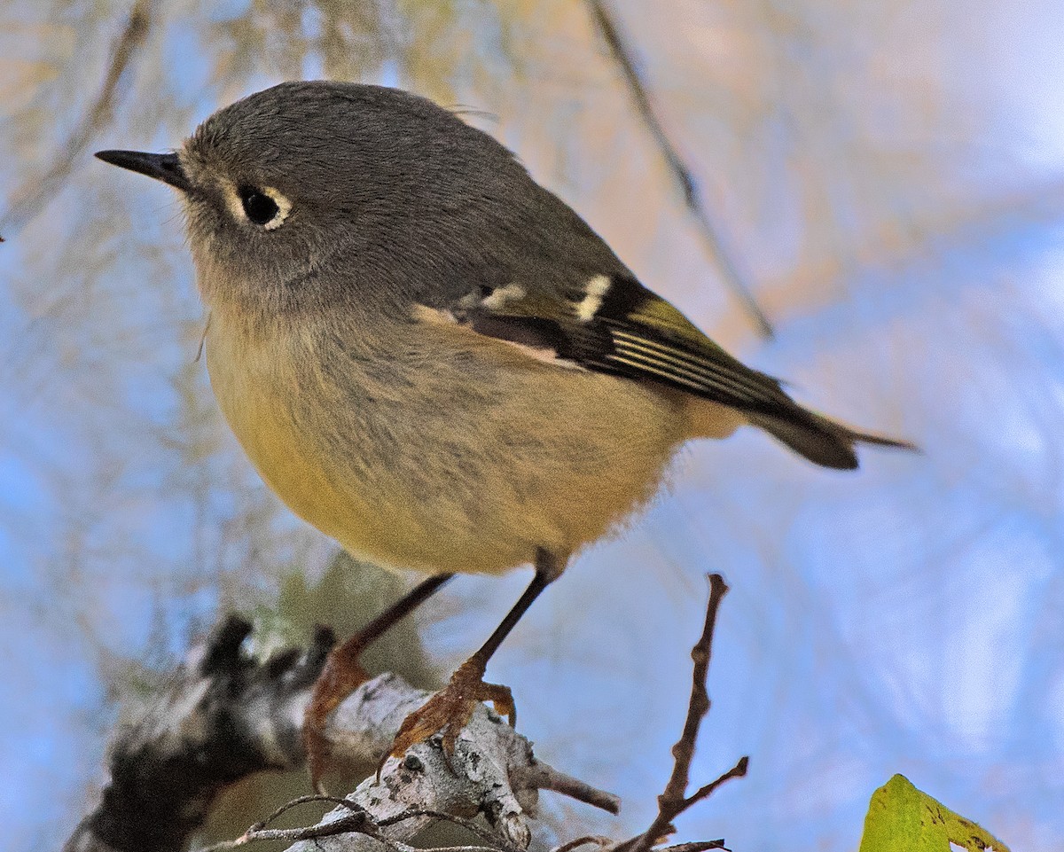 Ruby-crowned Kinglet - ML507960211