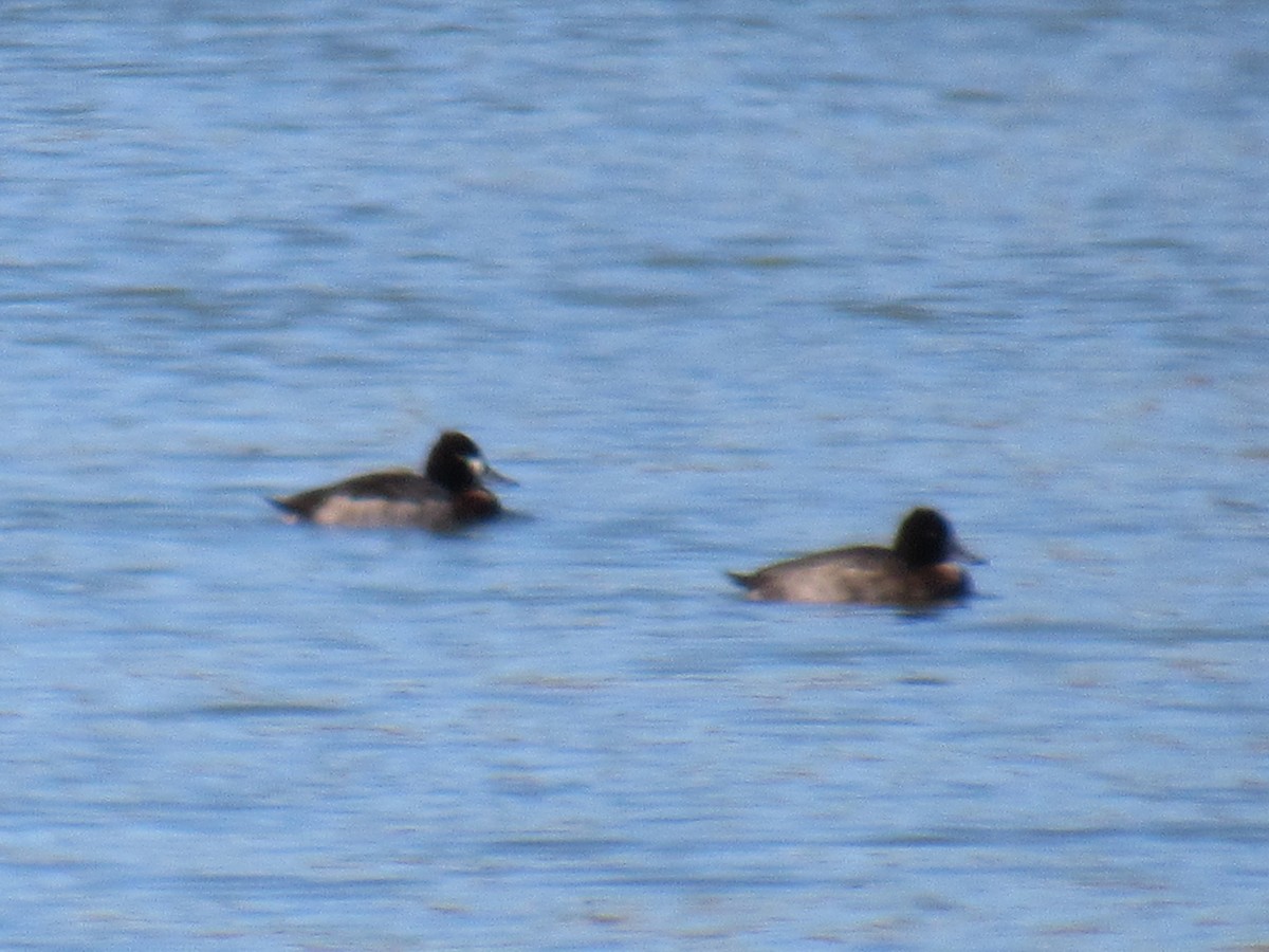 Lesser Scaup - ML507960361