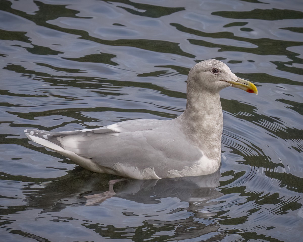 Glaucous-winged Gull - ML507961481