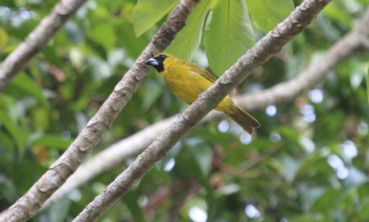 Yellow-green Grosbeak - Alexander Lees