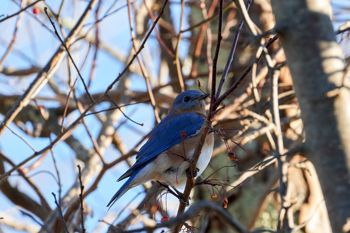 Eastern Bluebird - Jay Dia