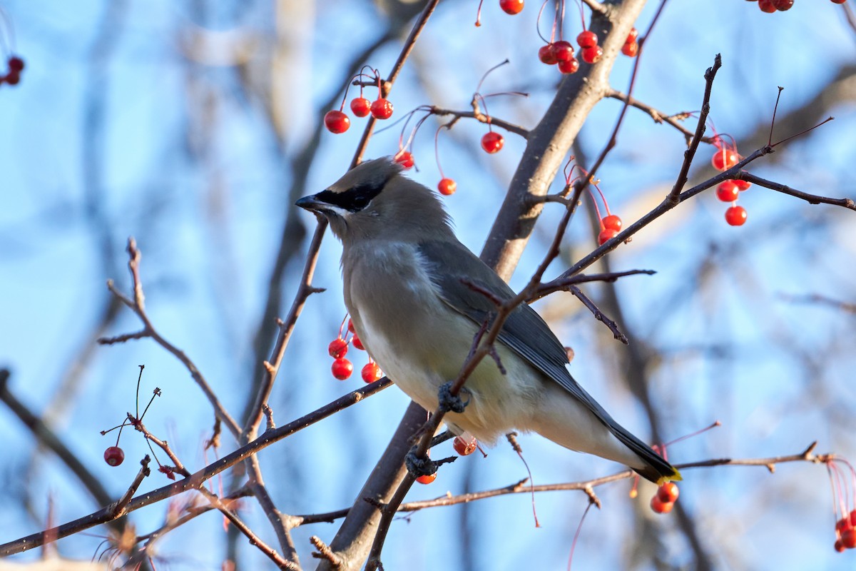 Cedar Waxwing - ML507961911