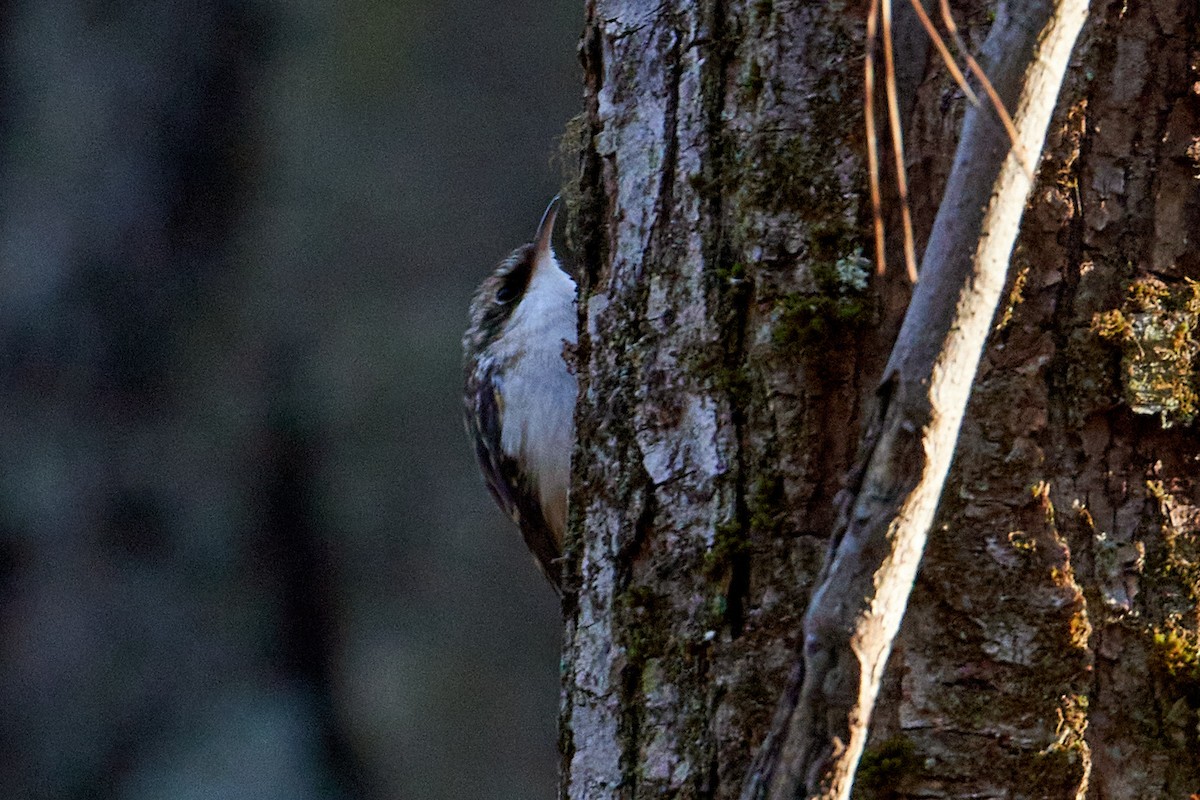 Brown Creeper - ML507961931