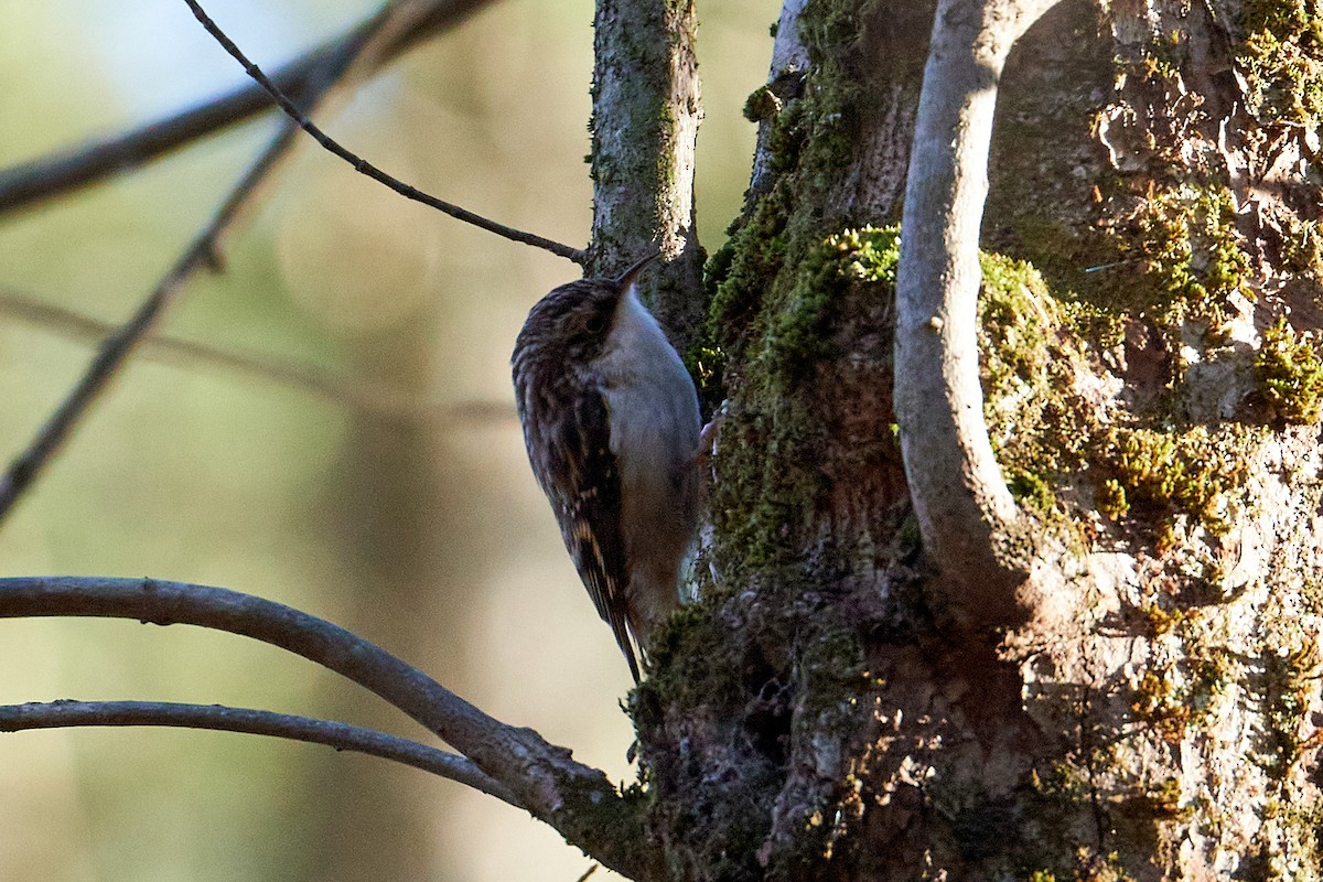 Brown Creeper - Jay Dia