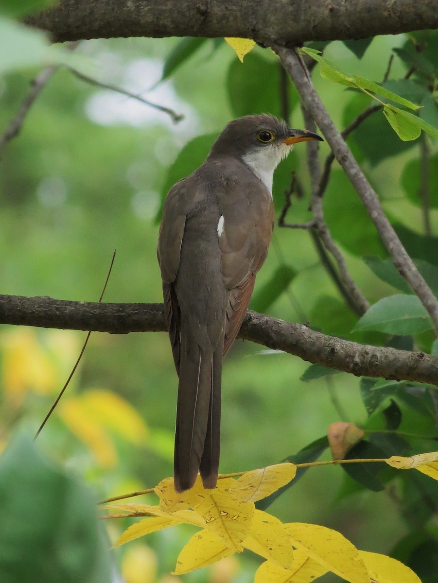 Yellow-billed Cuckoo - ML507962031