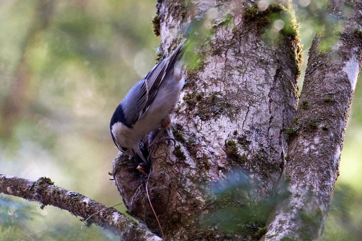 Weißbrustkleiber (carolinensis) - ML507962181