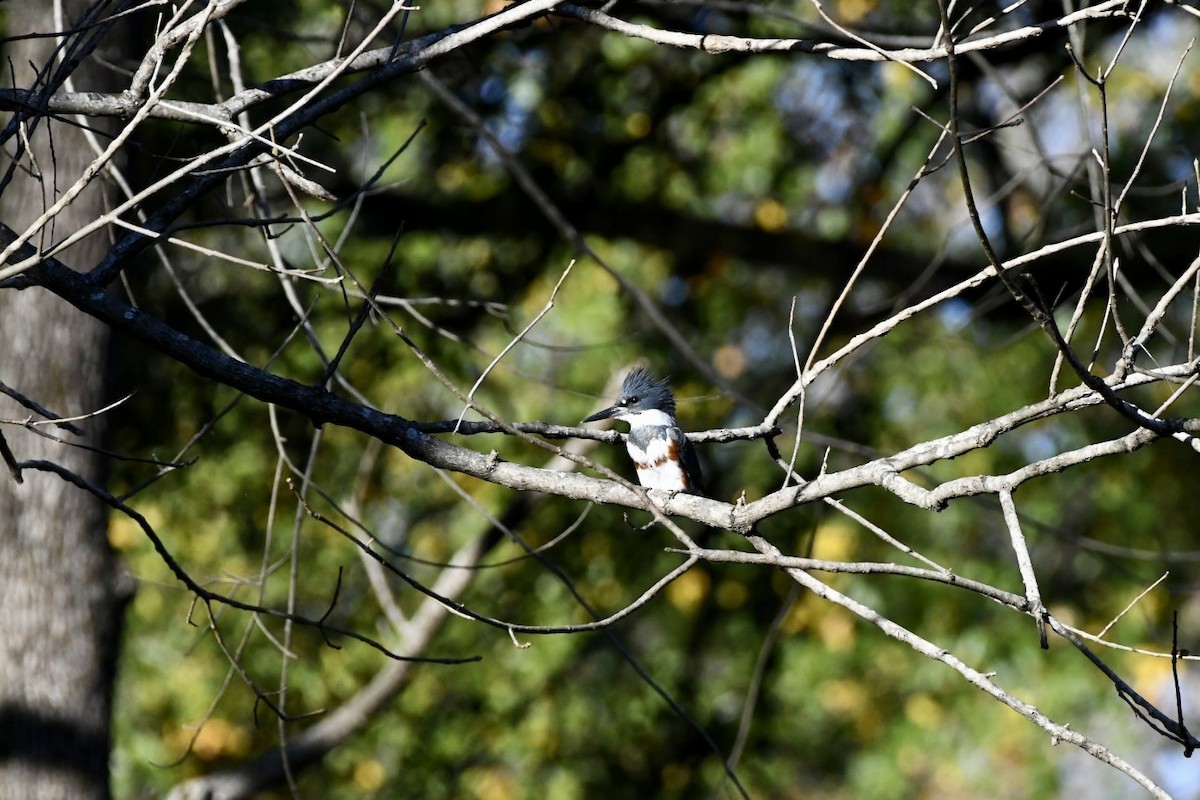 Belted Kingfisher - ML507962641