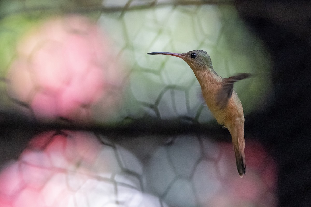 Cinnamon Hummingbird - ML507963441