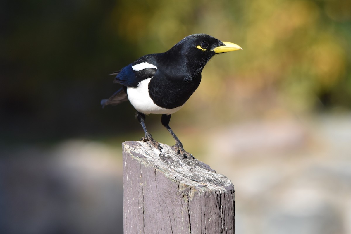 Yellow-billed Magpie - ML507963741