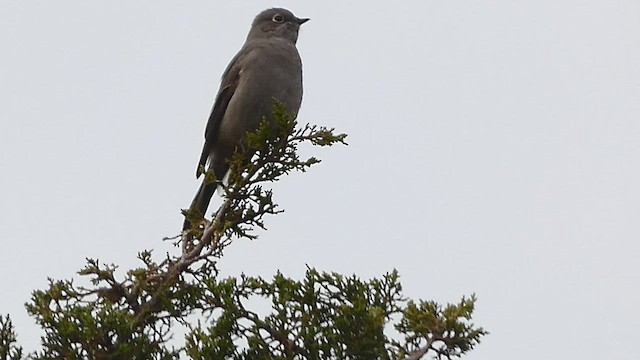 Townsend's Solitaire - ML507963871