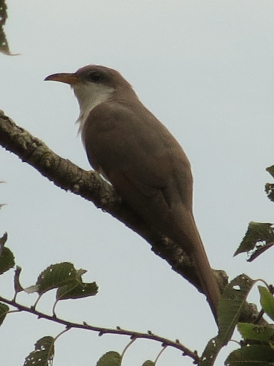 Yellow-billed Cuckoo - ML507965241