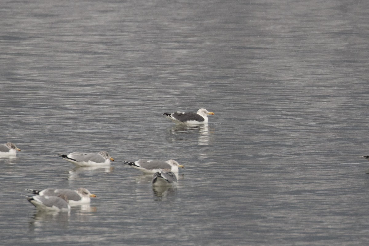 Lesser Black-backed Gull - ML507966211