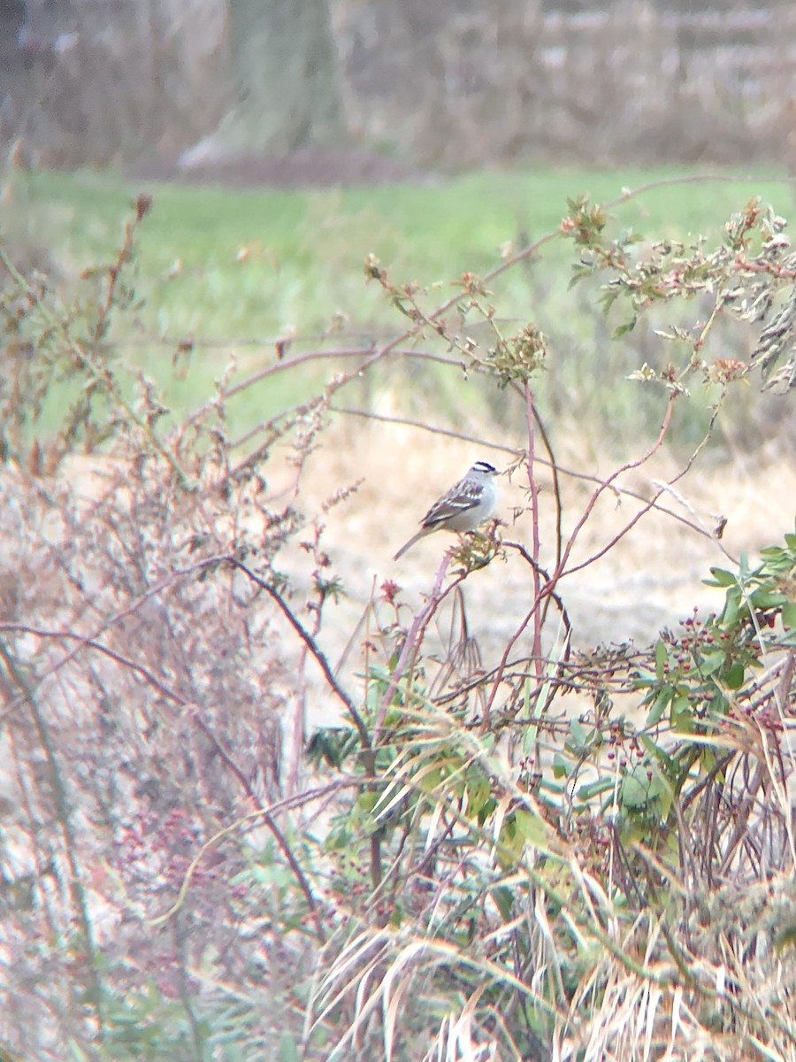 White-crowned Sparrow - ML507968931