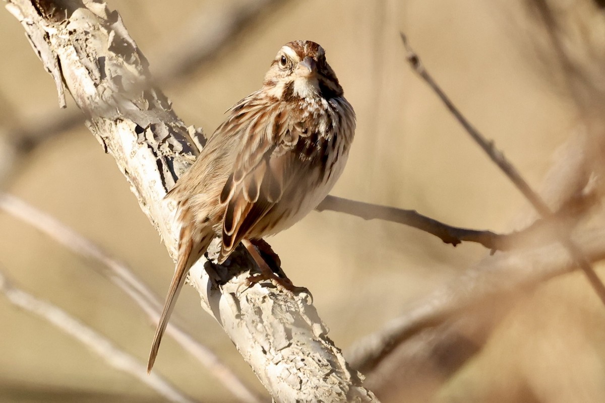 Song Sparrow - ML507969031