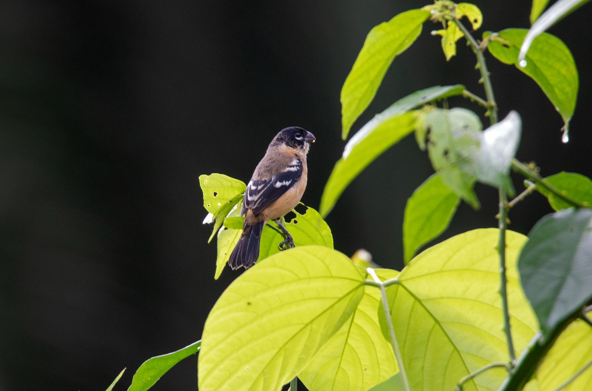 Morelet's Seedeater - ML507969741