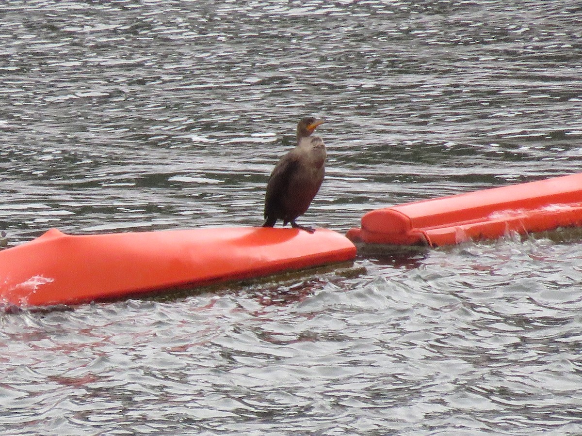 Double-crested Cormorant - ML507970651