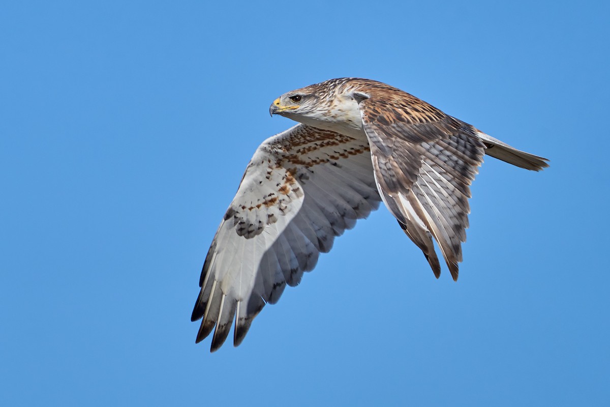 Ferruginous Hawk - ML507970861