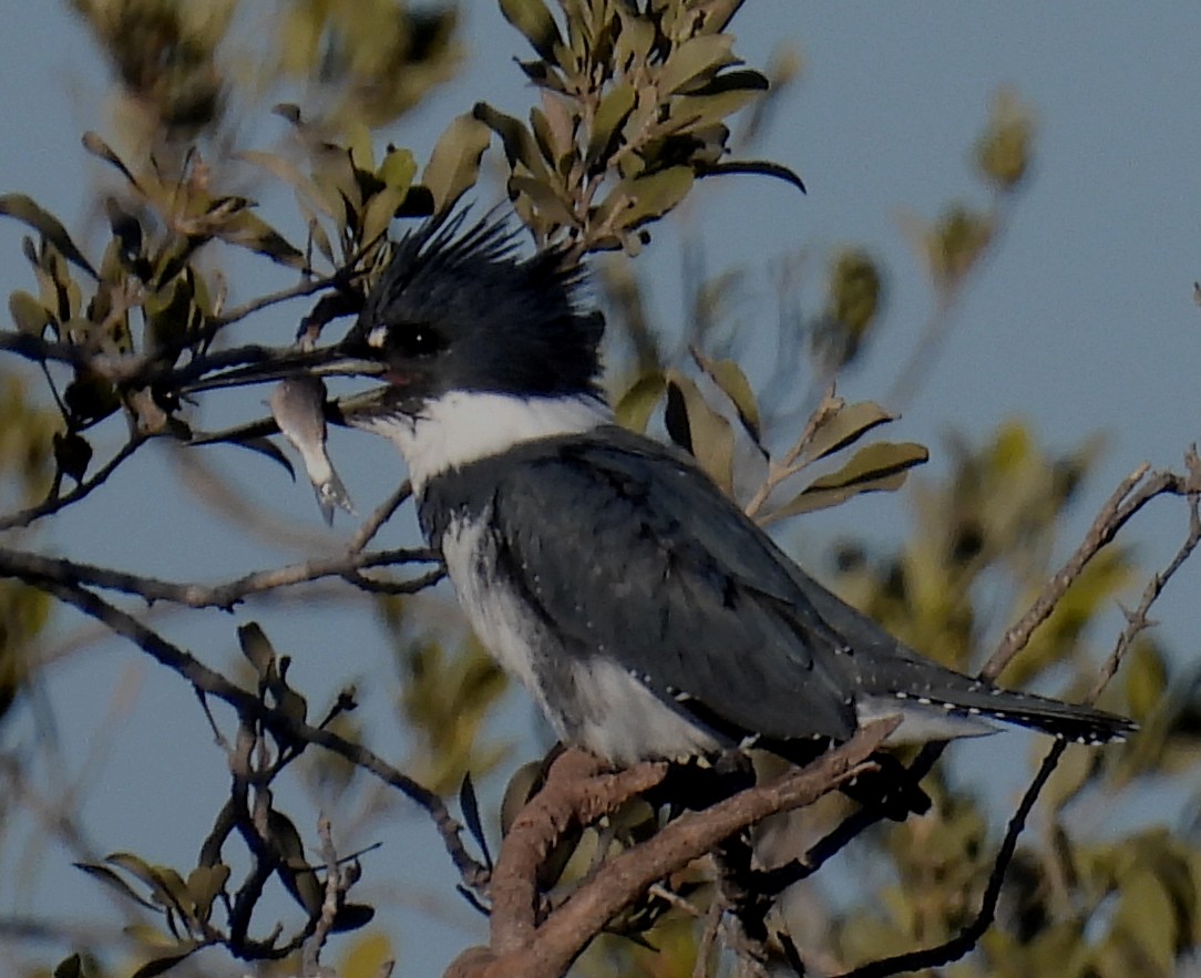 Belted Kingfisher - Mary Tannehill