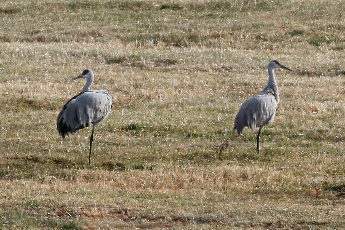 Sandhill Crane - ML507971711