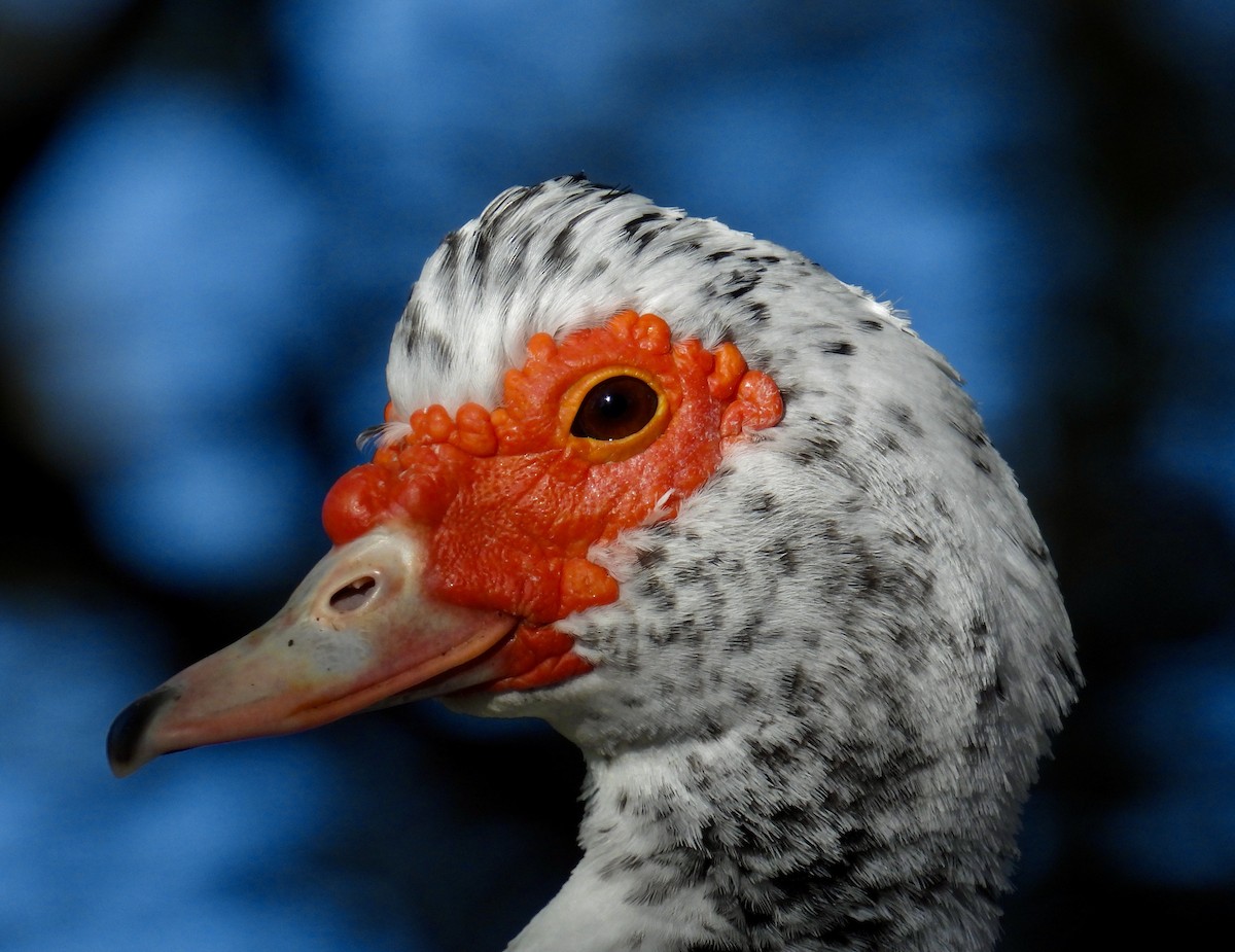 Muscovy Duck (Domestic type) - Van Remsen