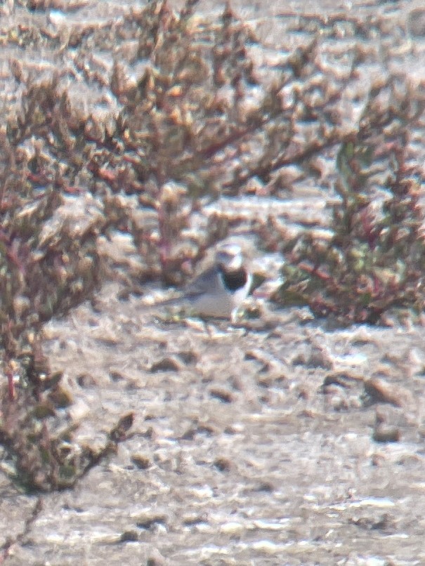 White Wagtail - ML507972411