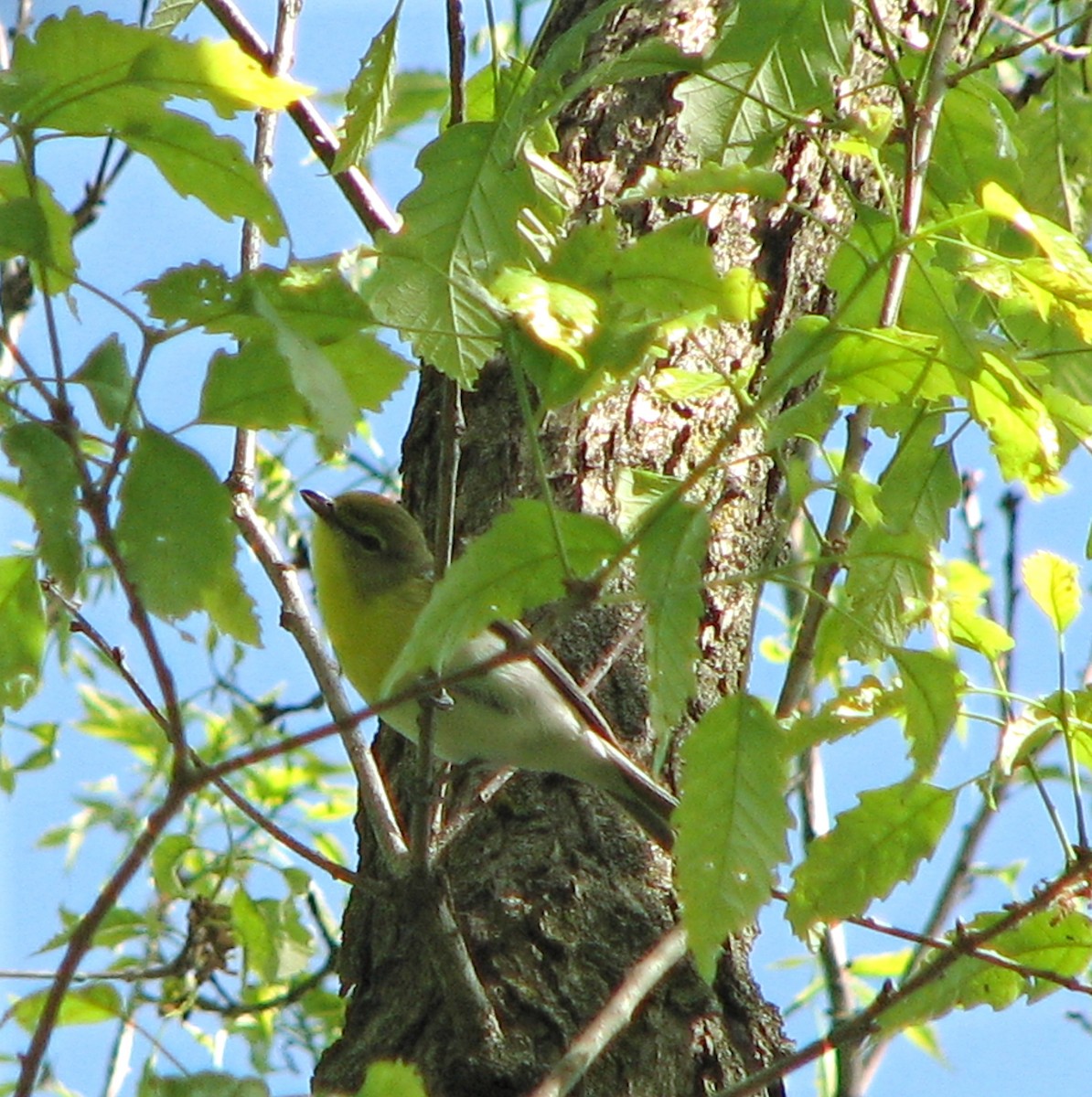 Yellow-throated Vireo - ML50797251