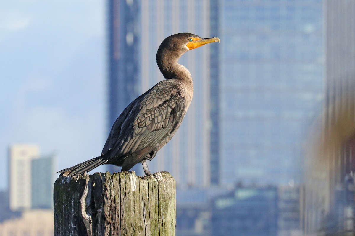 Double-crested Cormorant - Nathan Wall