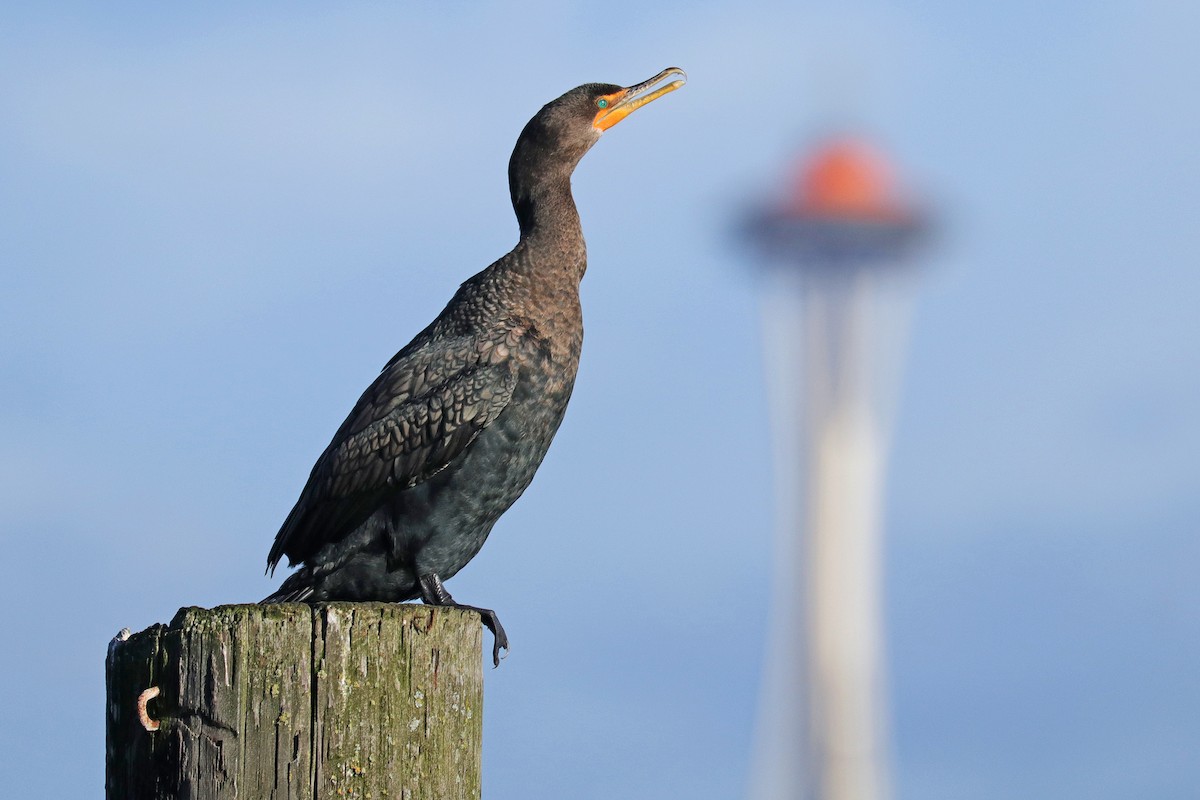 Double-crested Cormorant - Nathan Wall