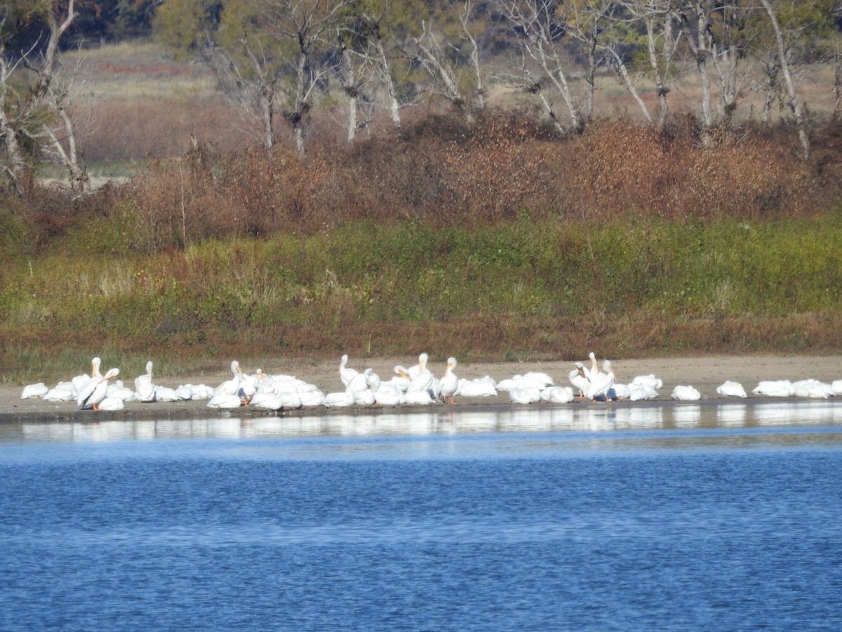 pelikán severoamerický - ML507974161