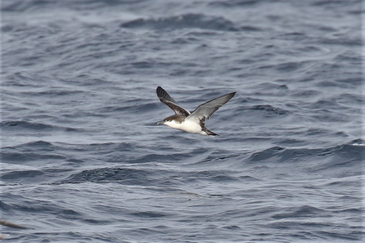 Buller's Shearwater - Tom Fangrow