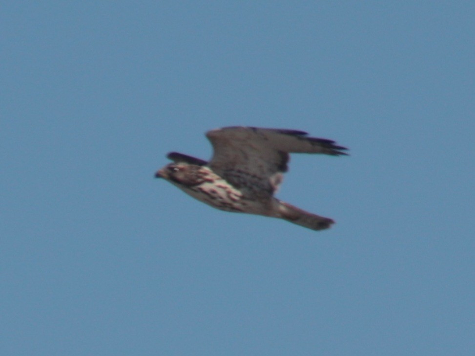 Broad-winged Hawk - ML507974421