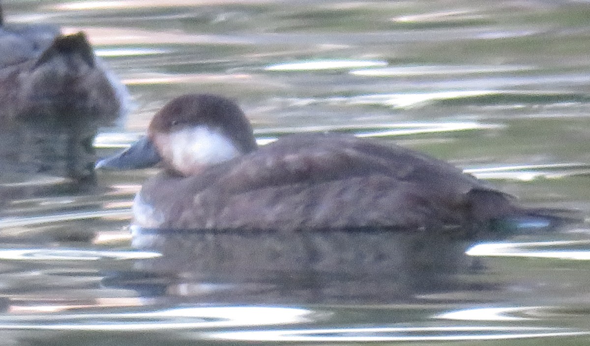 turpan žlutozobý - ML507975081