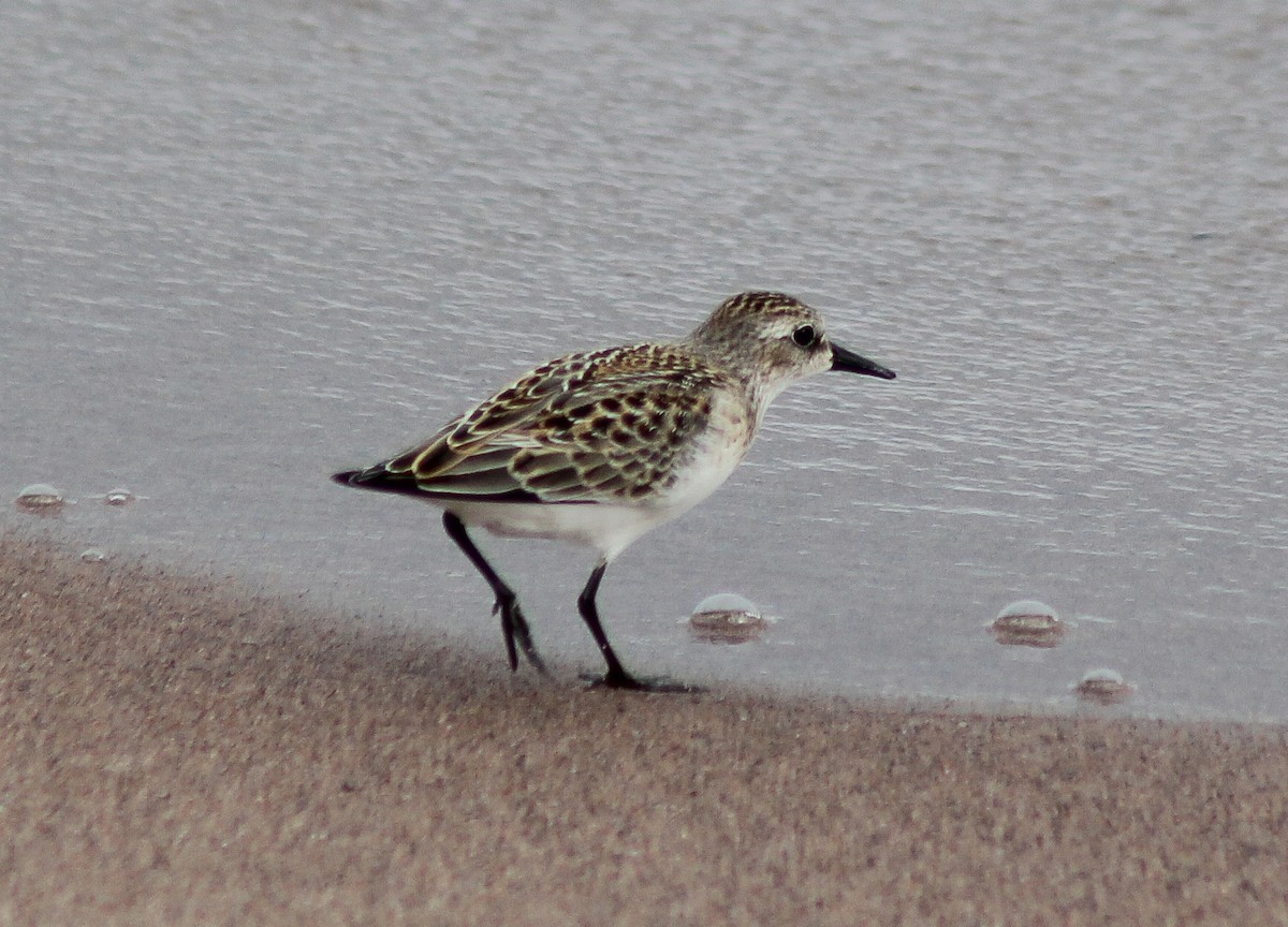 Semipalmated Sandpiper - Tim F