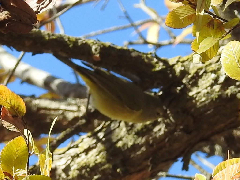 Orange-crowned Warbler - Michael Dolfay