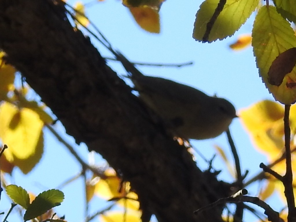 Orange-crowned Warbler - Michael Dolfay