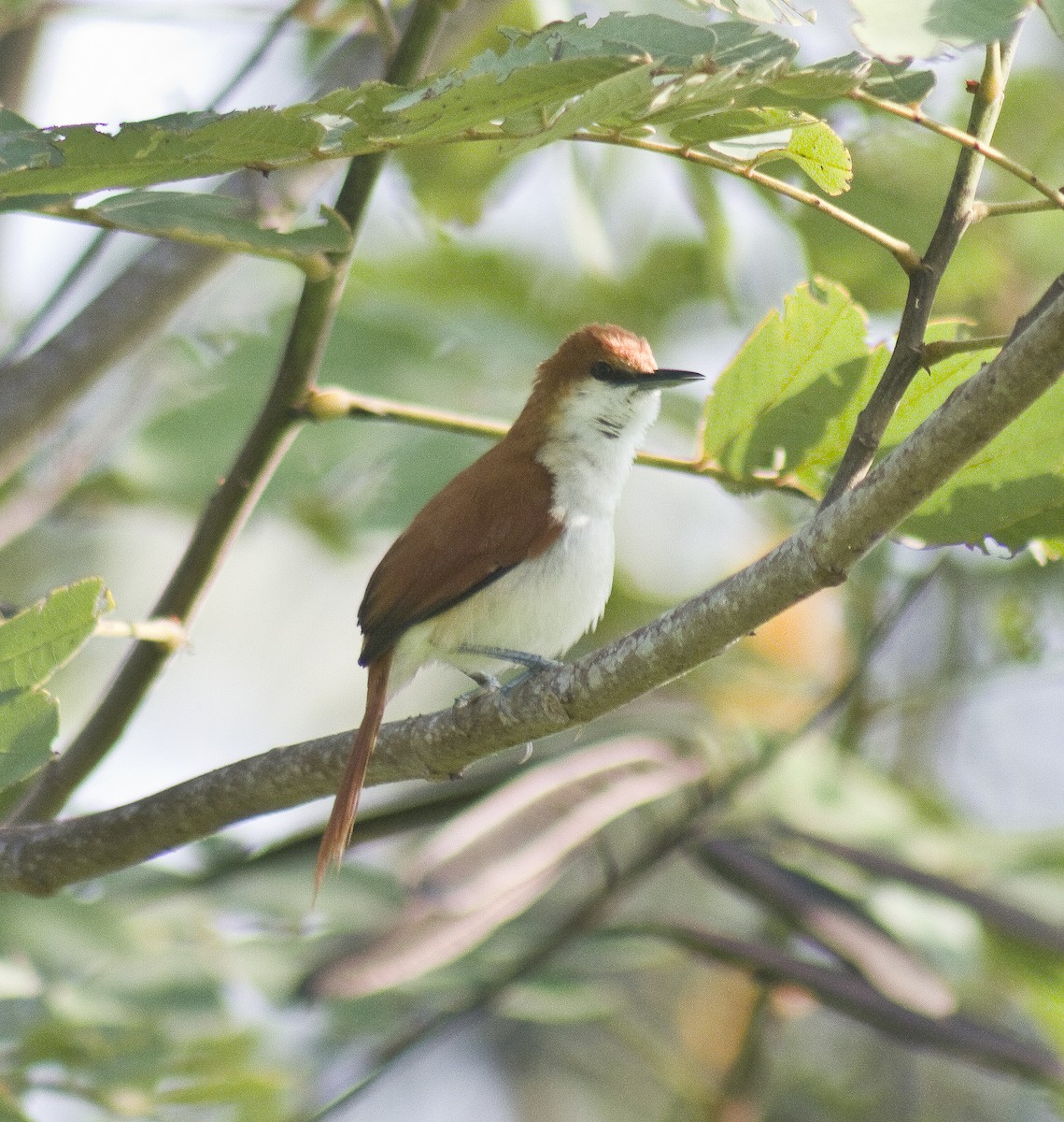 Red-and-white Spinetail - ML50797561