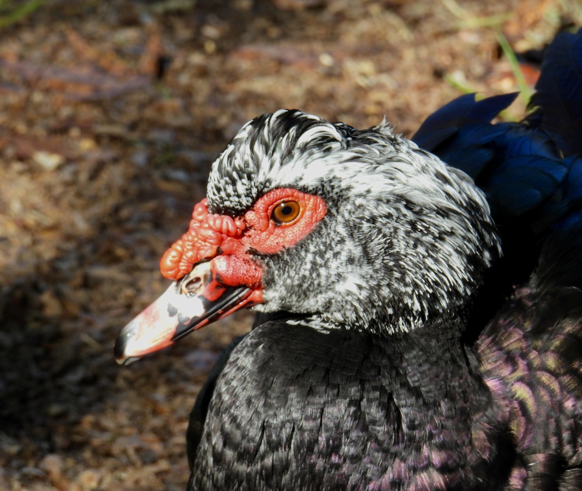 Muscovy Duck (Domestic type) - Van Remsen