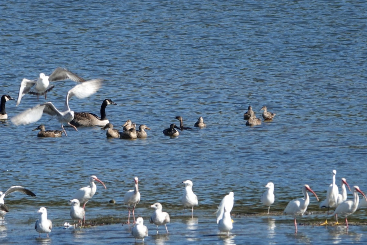 Northern Shoveler - ML507977681