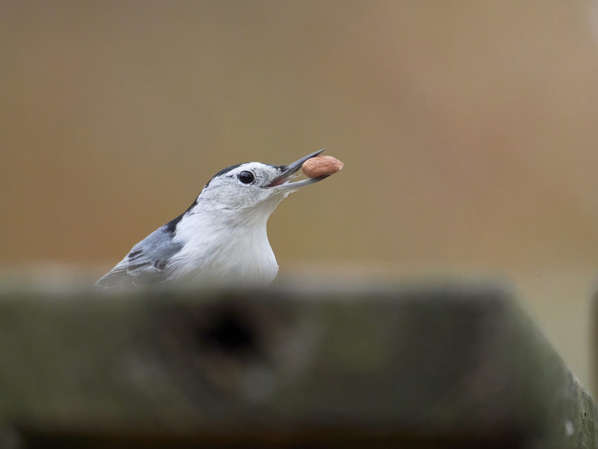 White-breasted Nuthatch - ML507978151