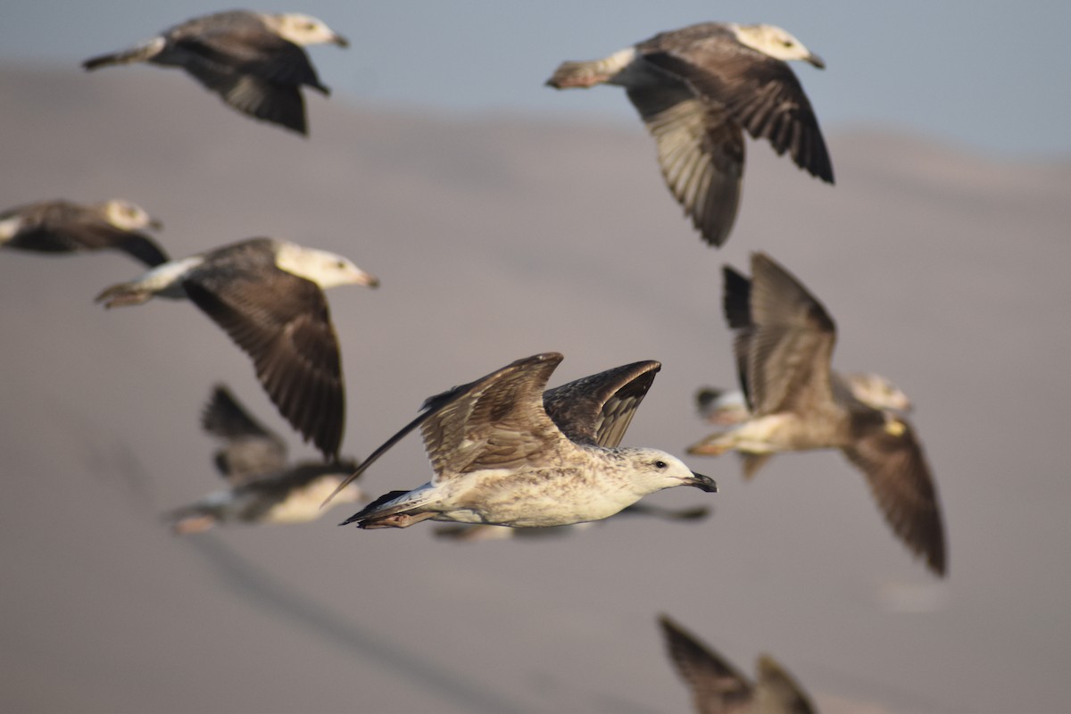 Kelp Gull - Giannira Alvarez Alfaro