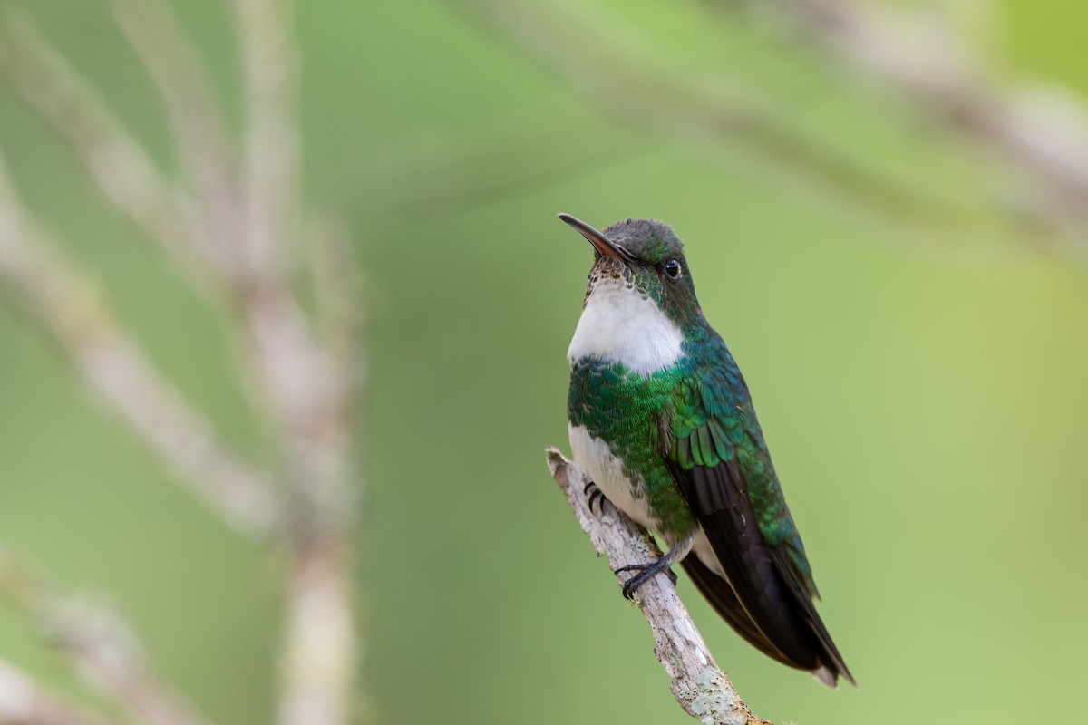 White-throated Hummingbird - ML507978671